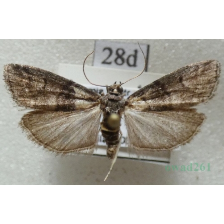 Acrobasis obtusella (Hübner, 1796) Czech28d